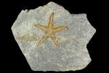 Ordovician Starfish (Petraster?) - Morocco #100127-1